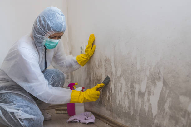 Office Mold Removal Services in Augusta, KY