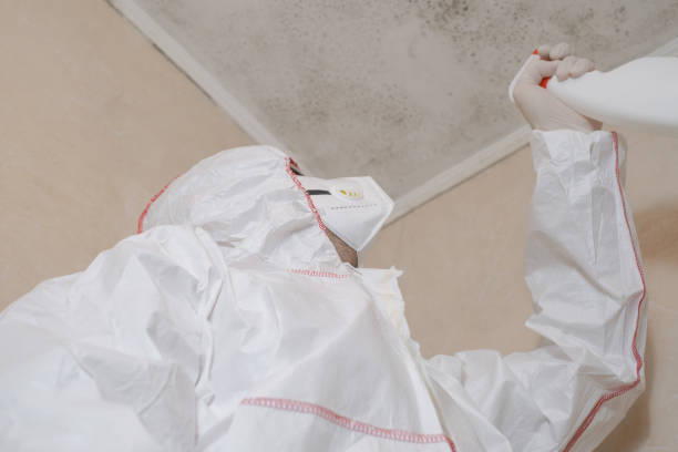 Best Fast Mold Removal  in Augusta, KY
