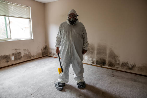Reliable Augusta, KY Mold Removal Solutions