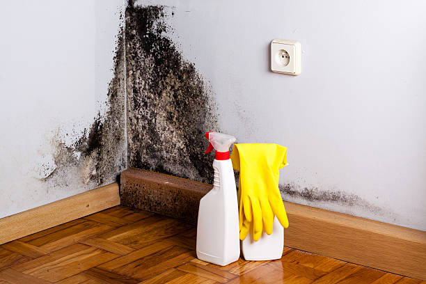 Best Toxic Mold Removal  in Augusta, KY