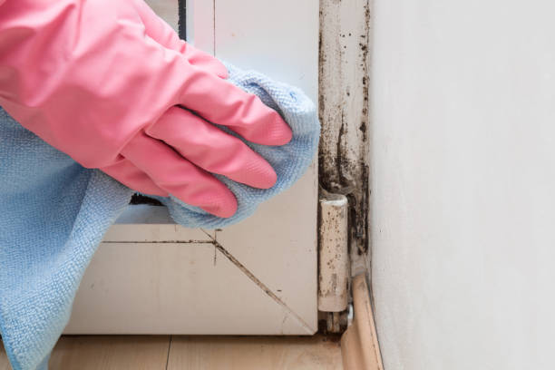 Best Office Mold Removal Services  in Augusta, KY