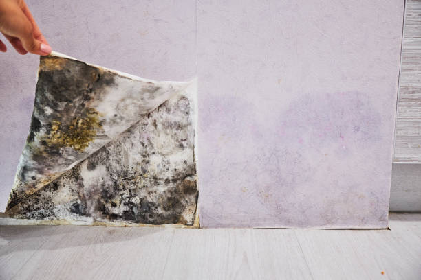 Best Mold Cleaning Services  in Augusta, KY